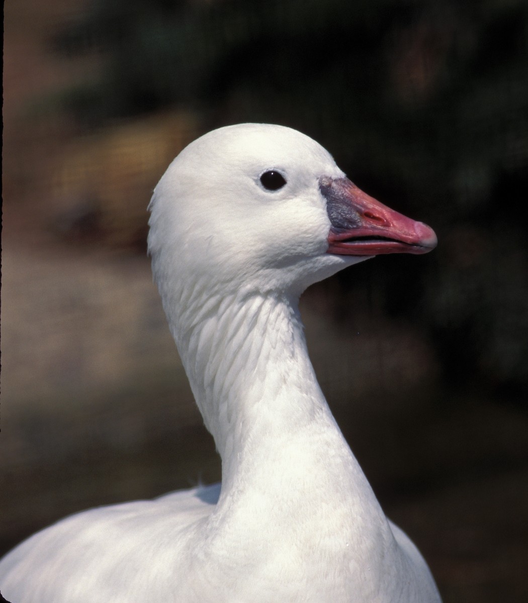 Ross's Goose - marvin hyett