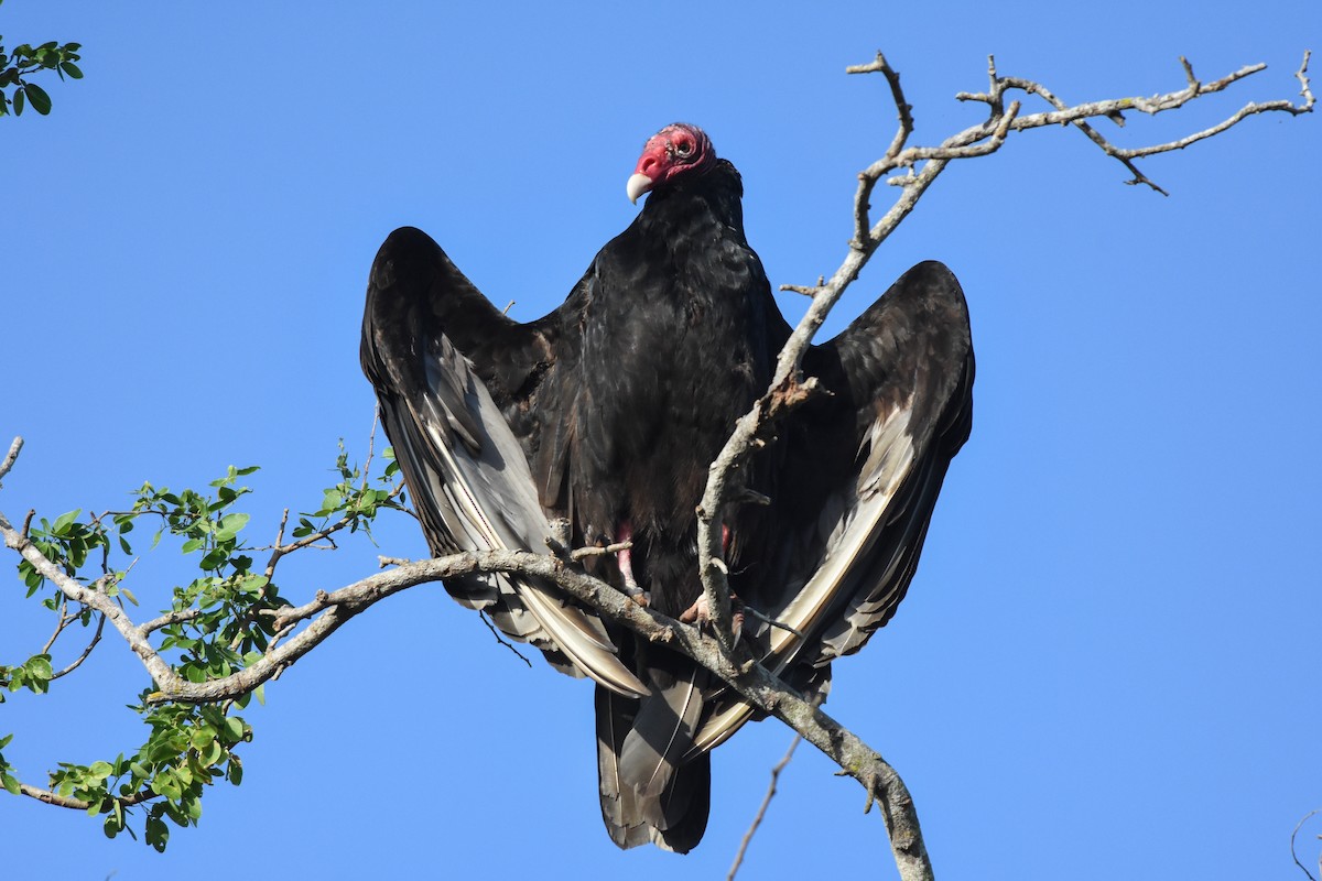Turkey Vulture - ML70672231