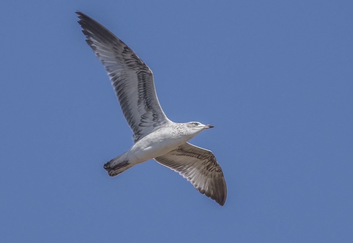 Ring-billed Gull - Jerry Ting