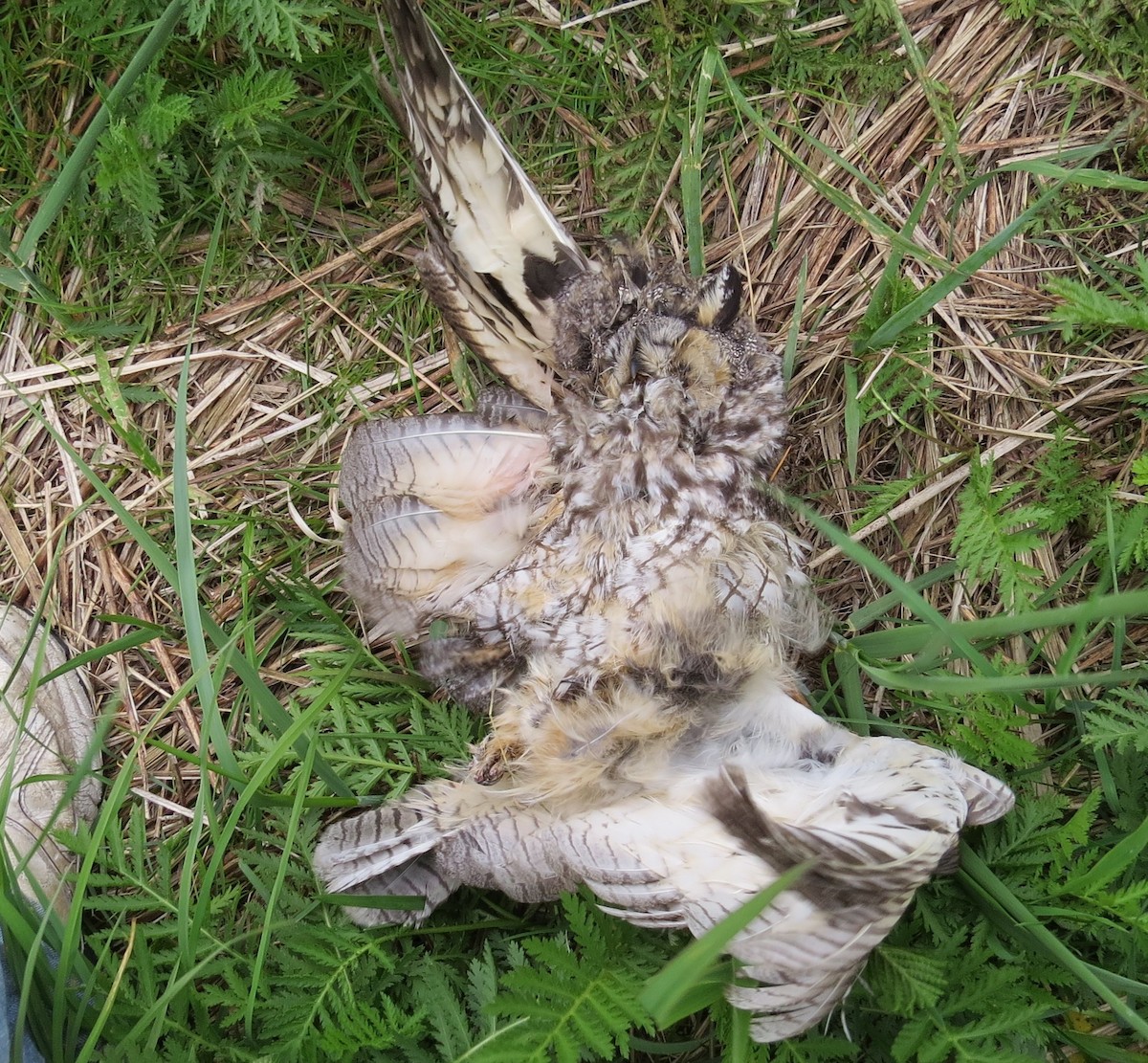 Long-eared Owl - Phil Wegener