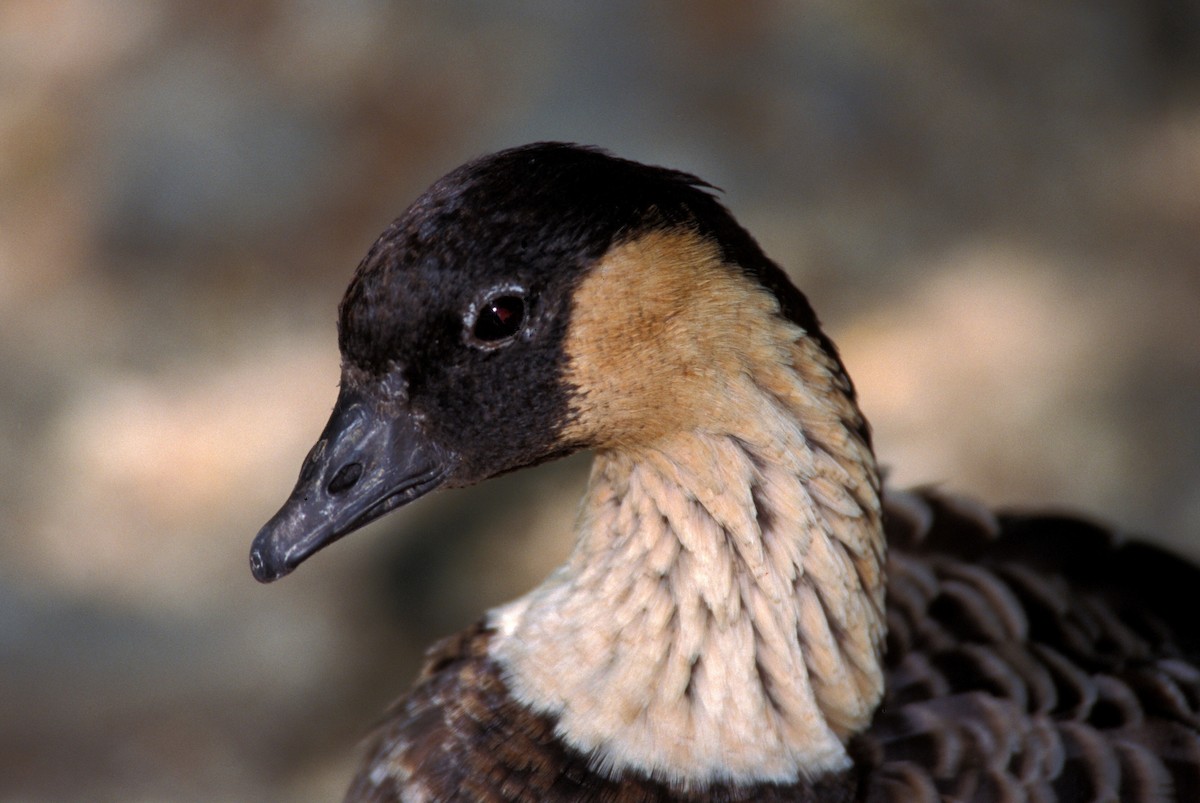 Hawaiian Goose - marvin hyett