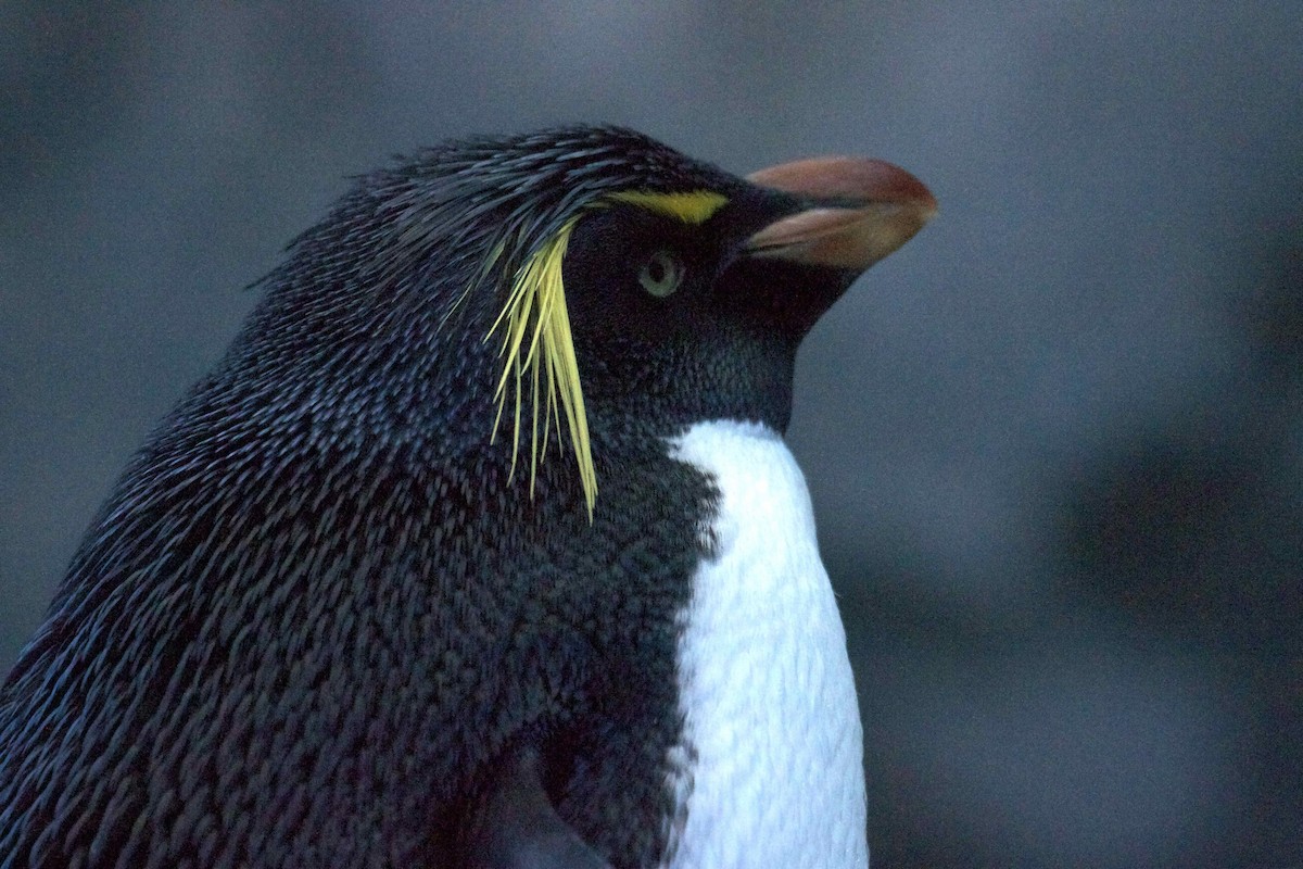 Southern Rockhopper Penguin - Ken Havard