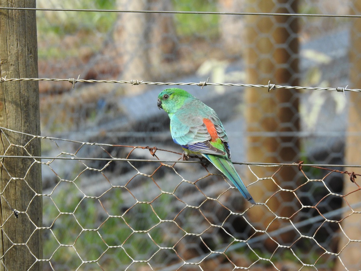 Red-rumped Parrot - ML70676411