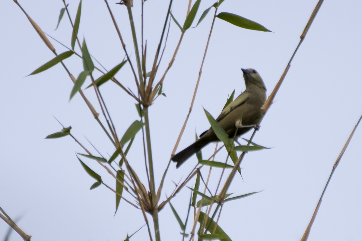 Palm Tanager - ML70676481