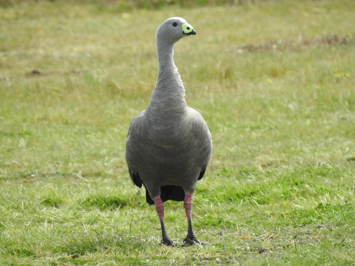 Cape Barren Goose - David Ratcliffe