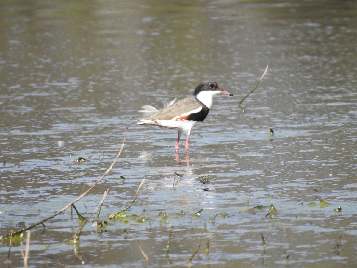 Red-kneed Dotterel - ML70676721