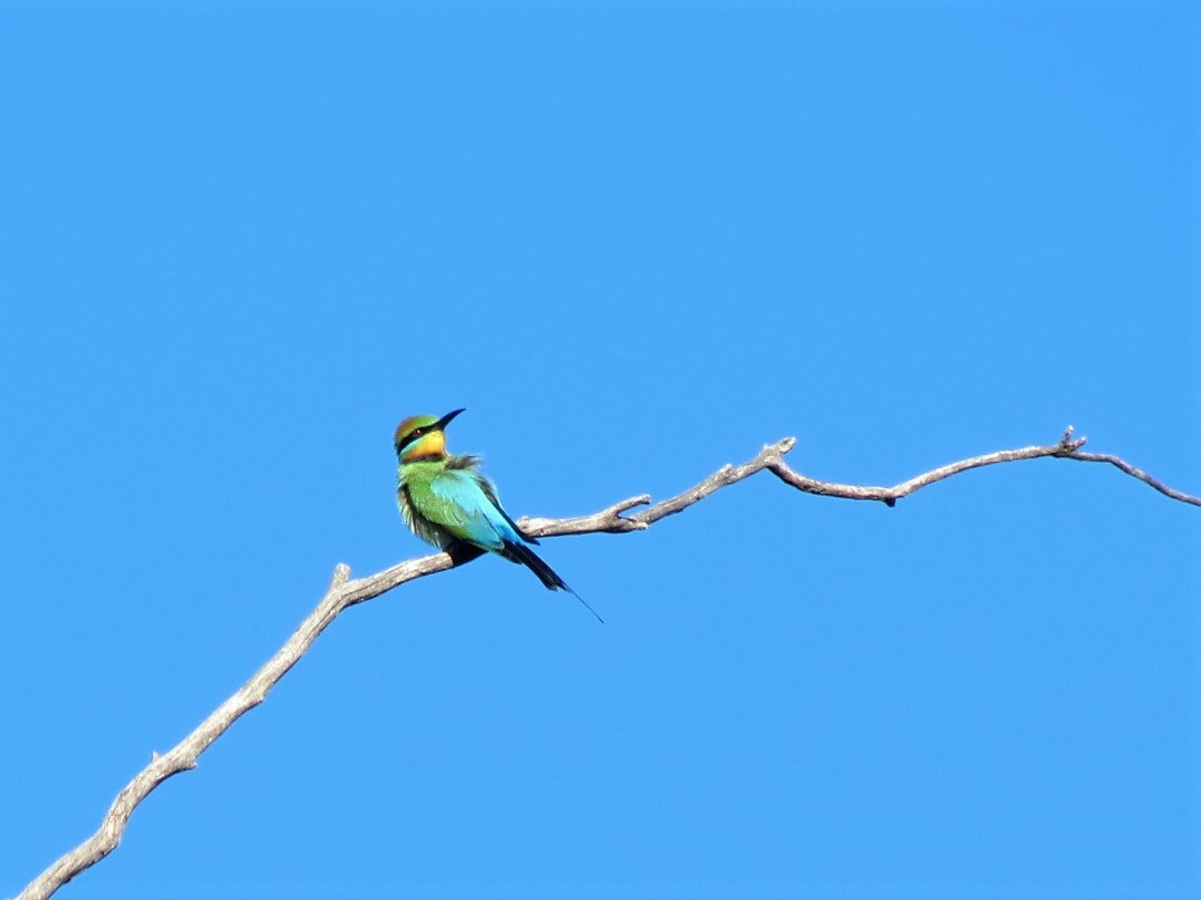 Rainbow Bee-eater - ML70677221