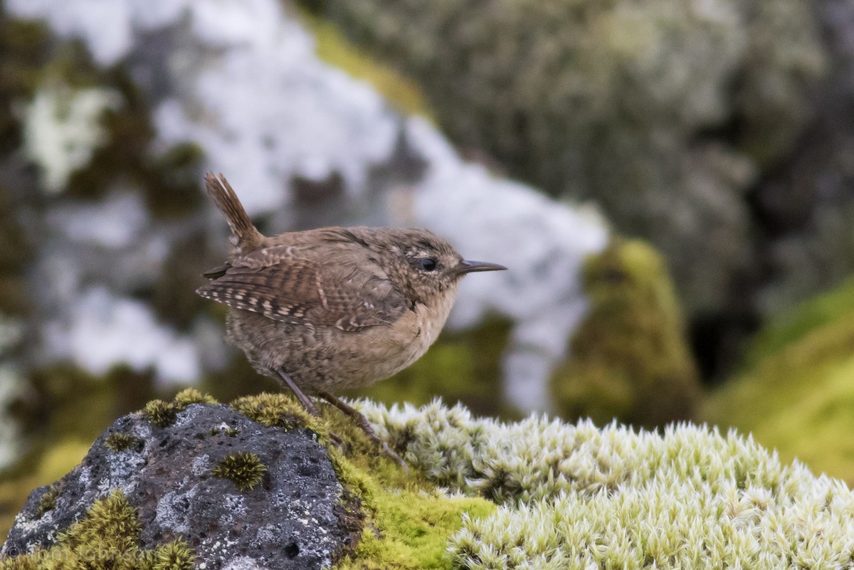 Pacific Wren (alascensis Group) - ML70678541