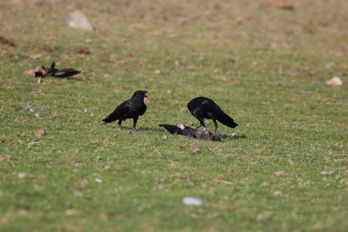 Large-billed Crow (Indian Jungle) - ML70679781