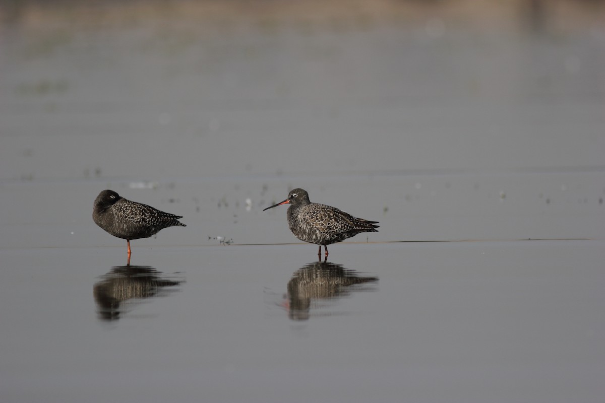 Spotted Redshank - Chinmay Rahane