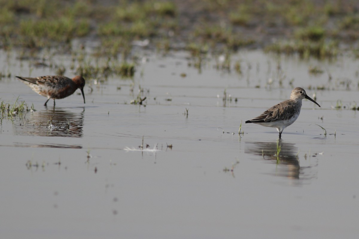 Curlew Sandpiper - Chinmay Rahane