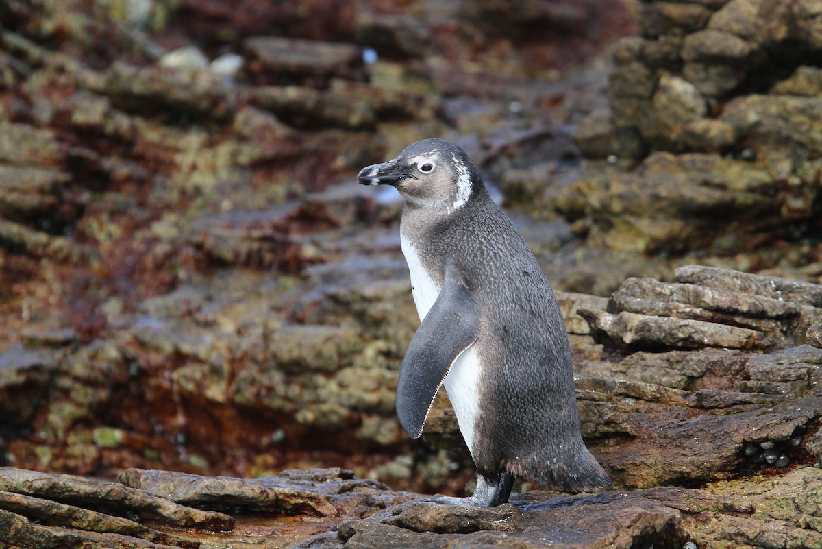 Pingüino de El Cabo - ML70680981
