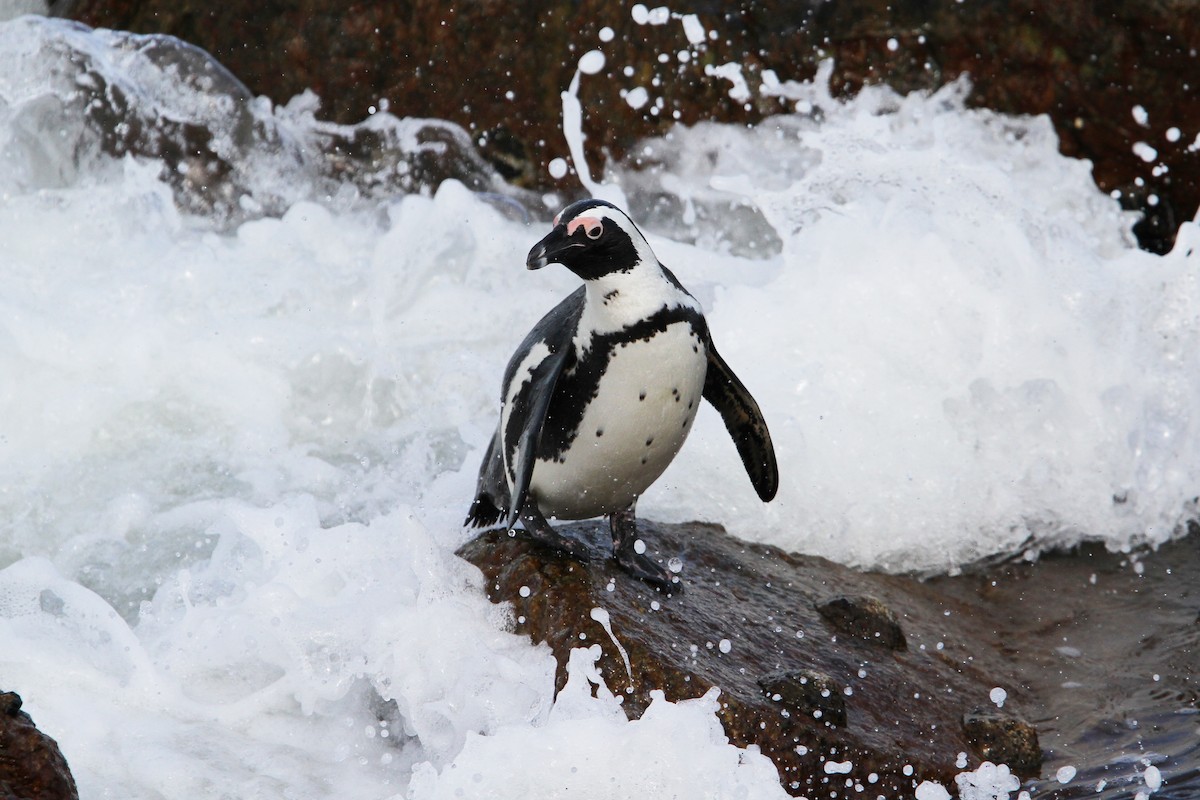 Pingüino de El Cabo - ML70680991