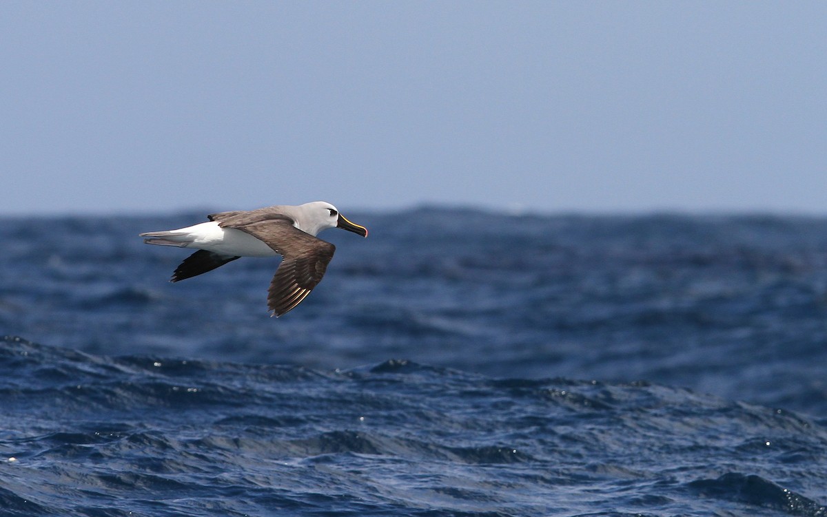 Atlantic Yellow-nosed Albatross - Christoph Moning
