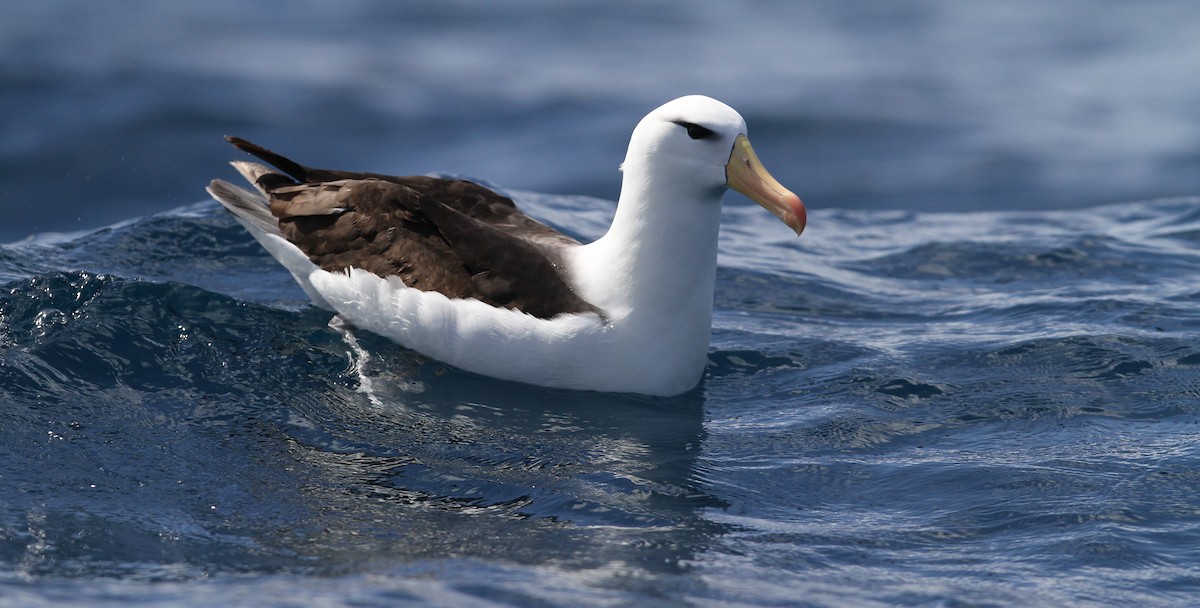 Black-browed Albatross (Black-browed) - Christoph Moning