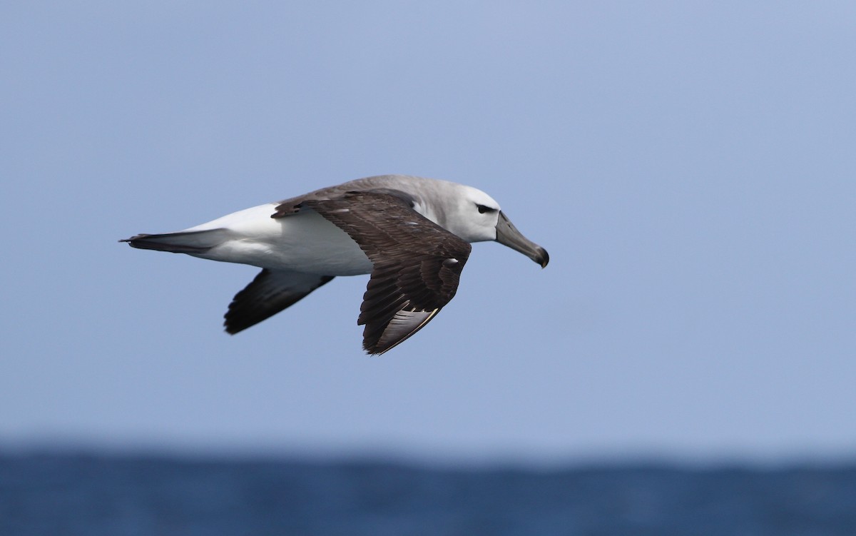White-capped Albatross - Christoph Moning