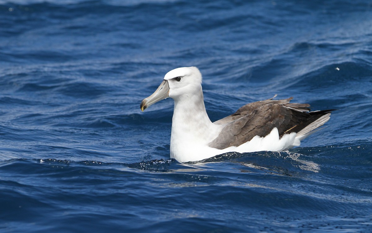 White-capped Albatross - Christoph Moning