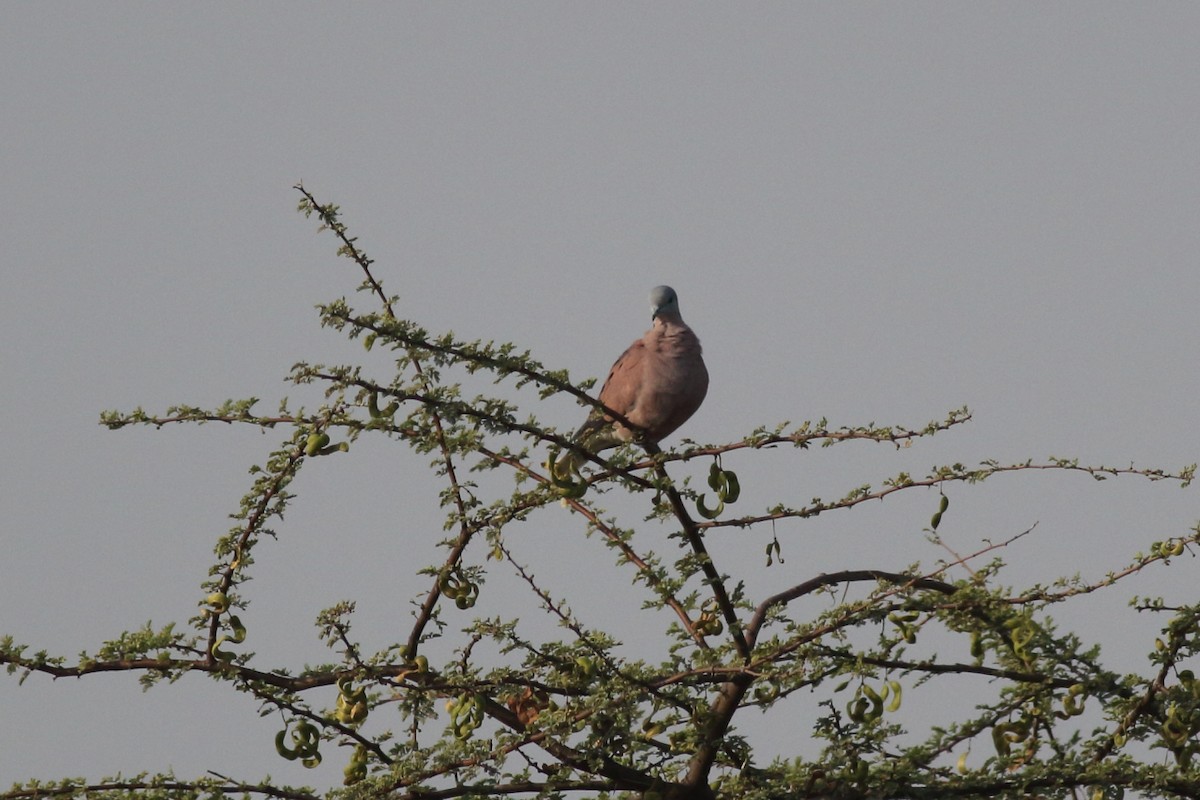 Red Collared-Dove - ML70681661