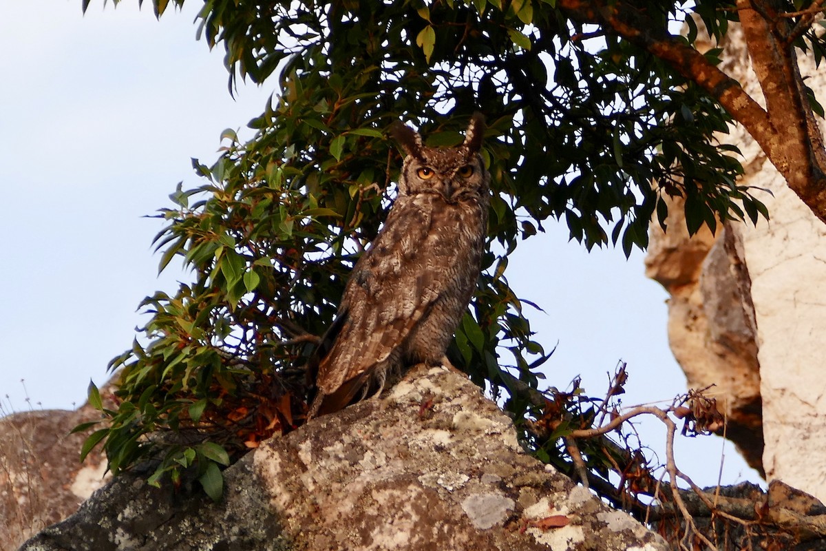 Spotted Eagle-Owl - Peter Kaestner