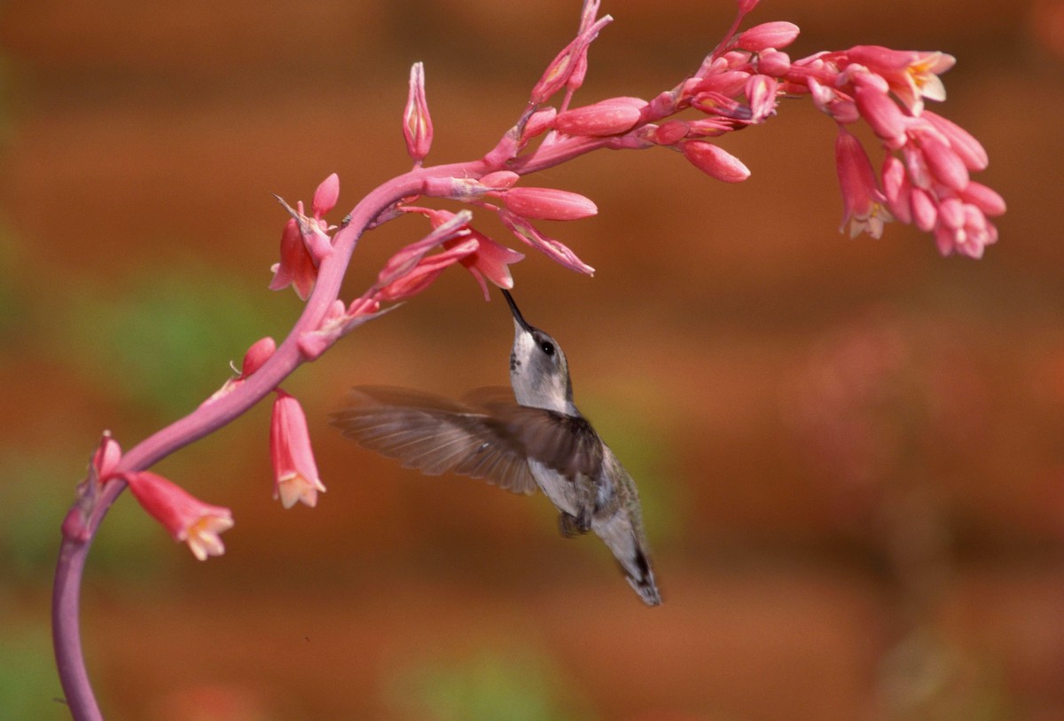 Black-chinned Hummingbird - marvin hyett