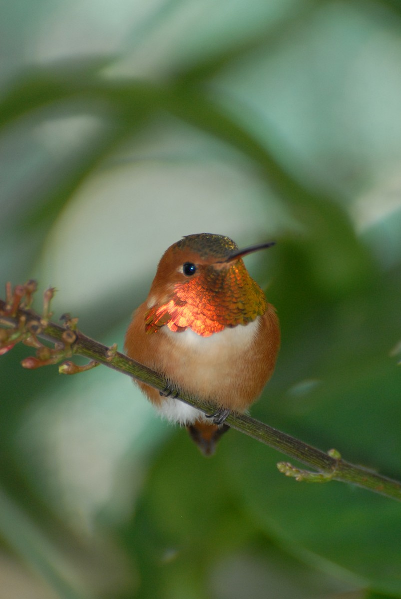 Rufous Hummingbird - marvin hyett