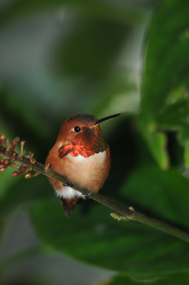 Rufous Hummingbird - marvin hyett