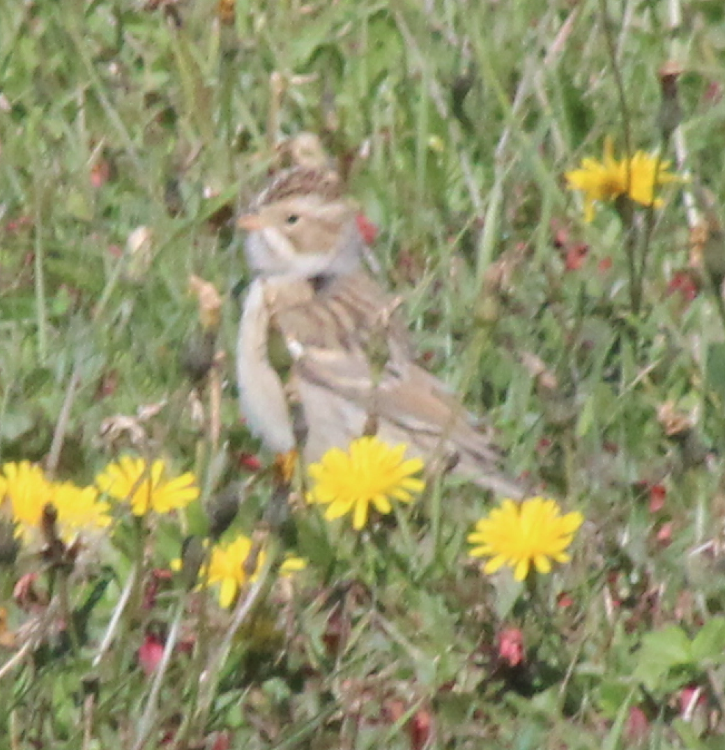 Clay-colored Sparrow - John Garver