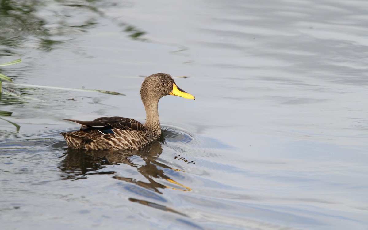 Yellow-billed Duck - Christoph Moning