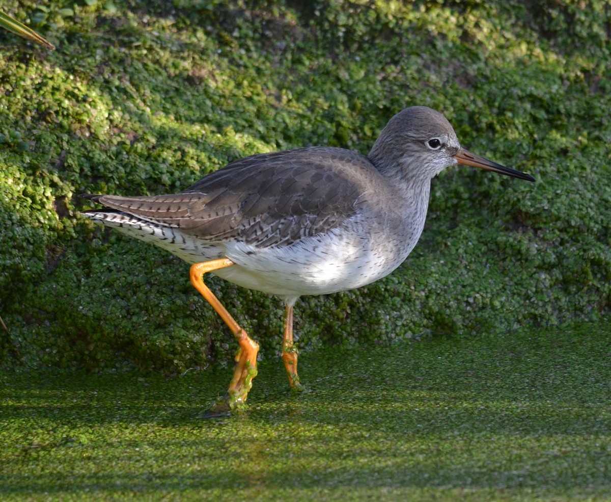 Common Redshank - A Emmerson