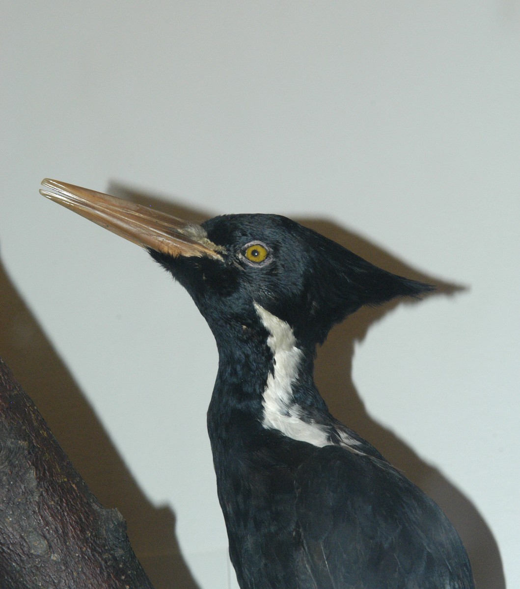 Ivory-billed Woodpecker - marvin hyett