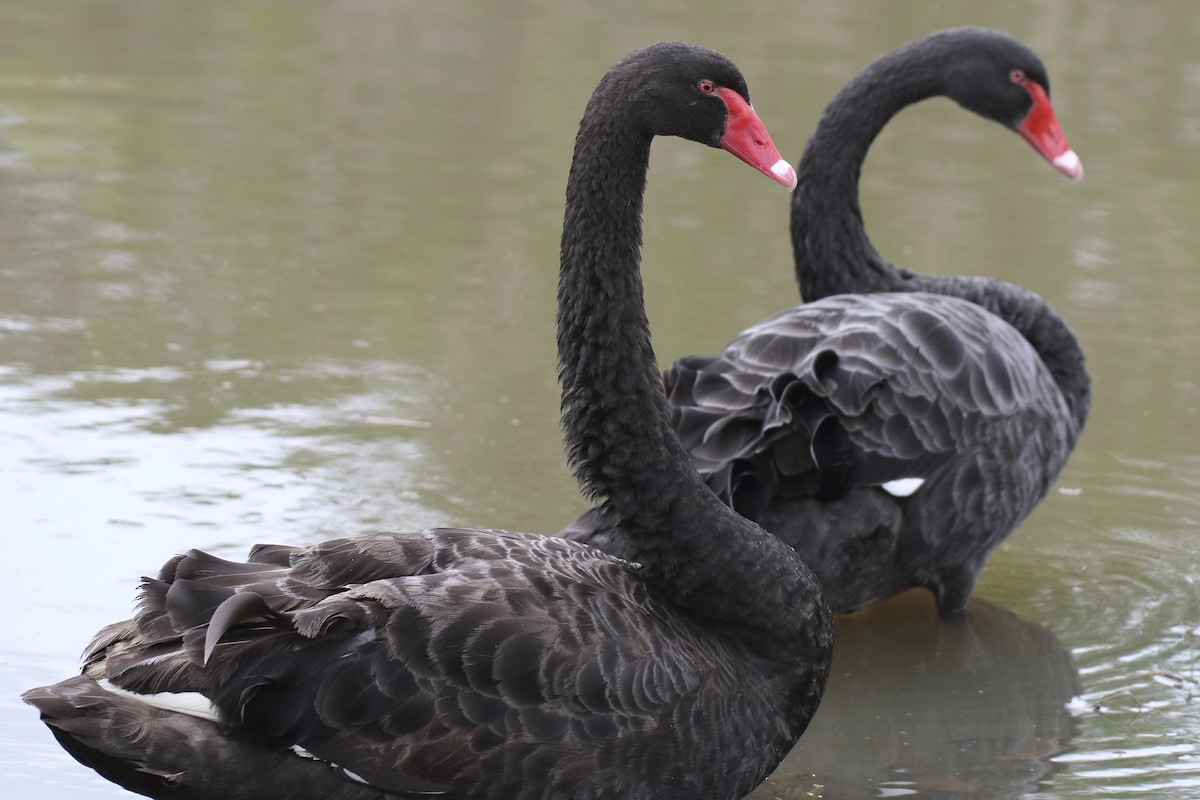 Black Swan - ML70684191