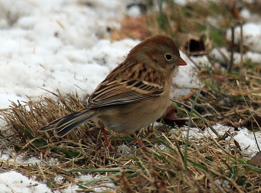 Field Sparrow - ML70684551