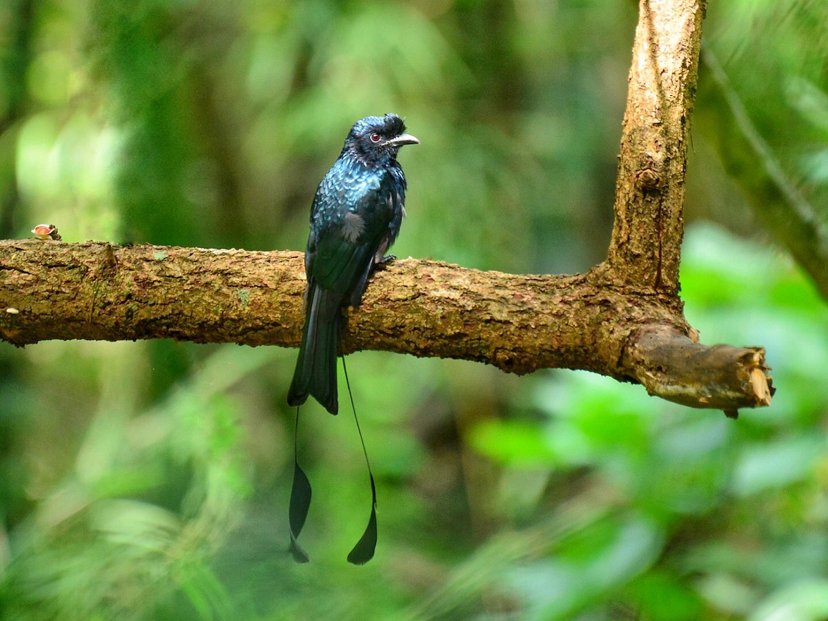 Greater Racket-tailed Drongo - ML70684811
