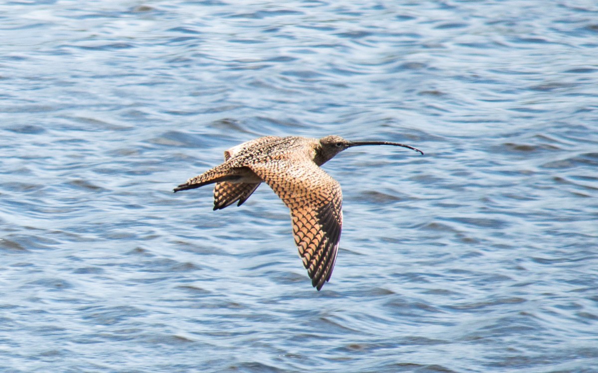 Long-billed Curlew - ML70685651