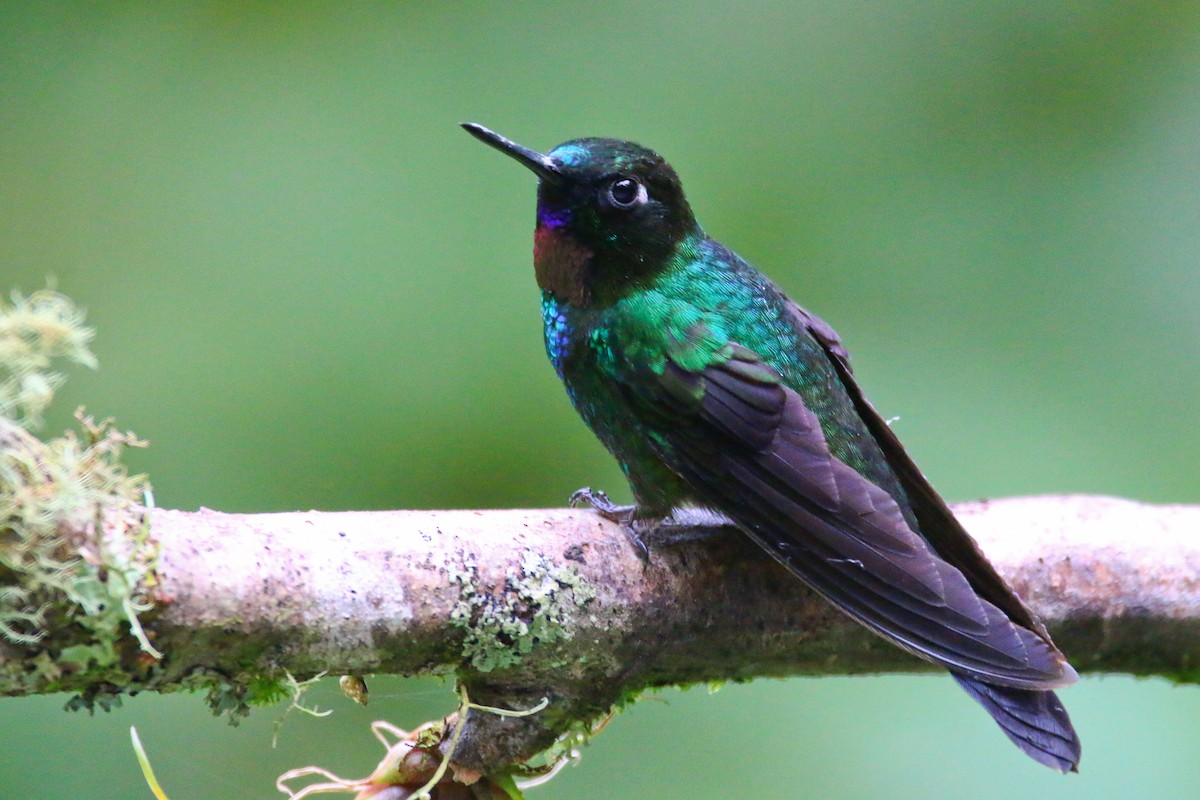 kolibřík turmalinový - ML70685931