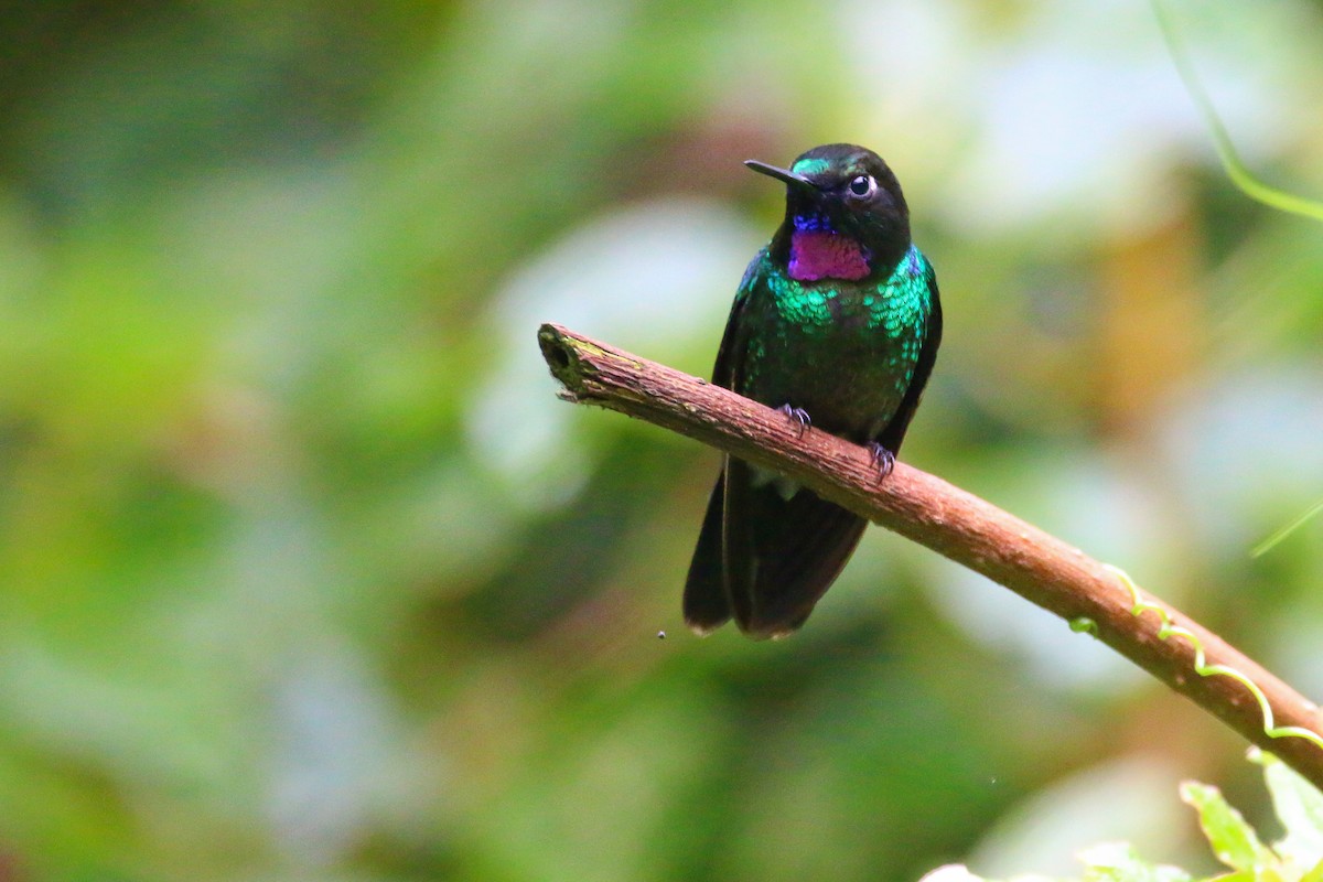 kolibřík turmalinový - ML70685941