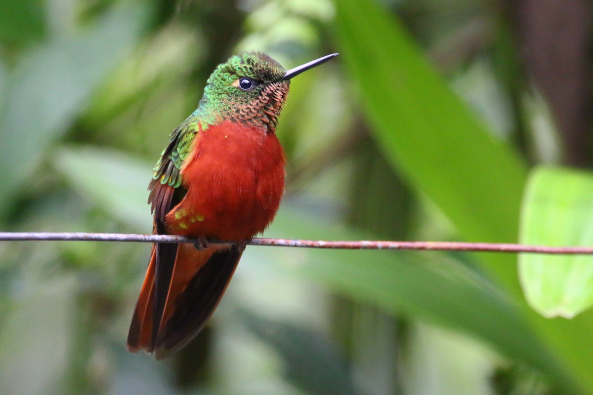 kolibřík peruánský - ML70686611