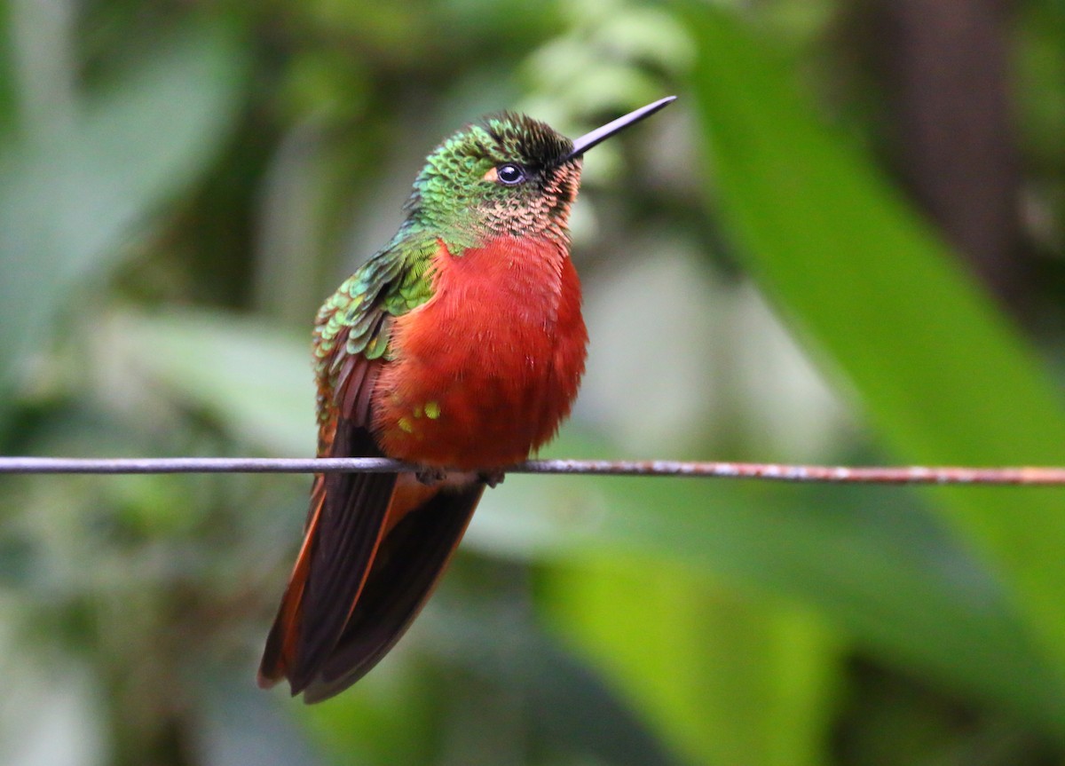 kolibřík peruánský - ML70686621