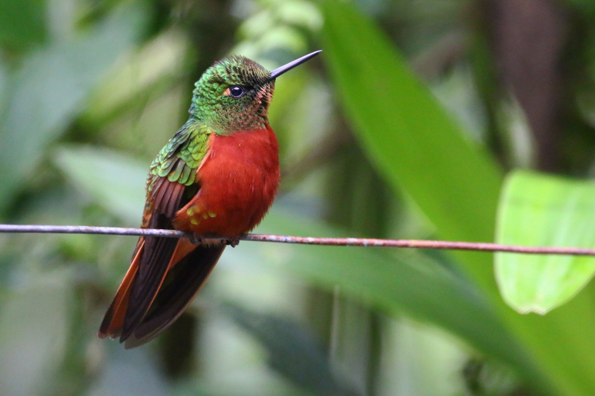 kolibřík peruánský - ML70686631