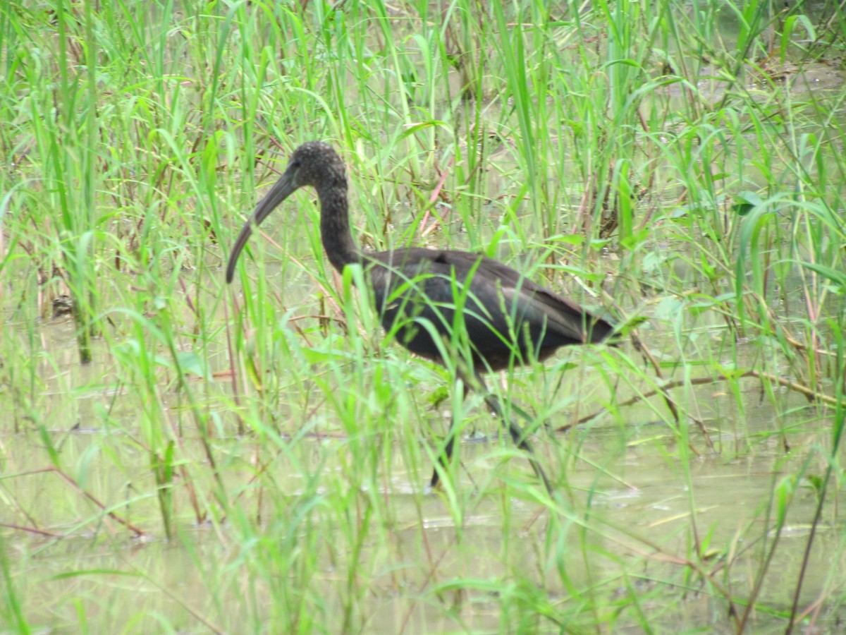 ibis hnědý - ML706872