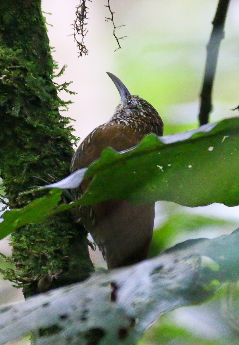 Montane Woodcreeper - Devin Griffiths