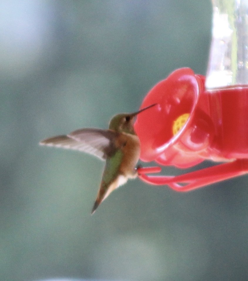 Rufous Hummingbird - ML70687521