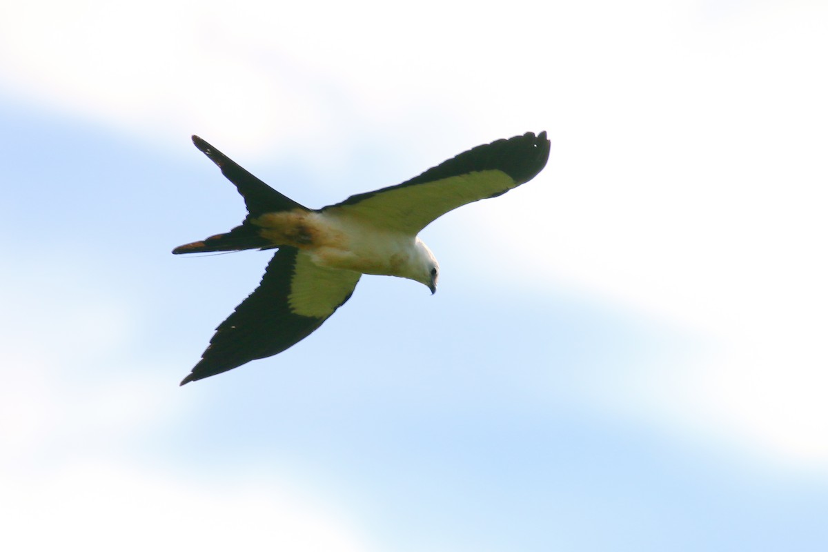 Swallow-tailed Kite - ML70687791