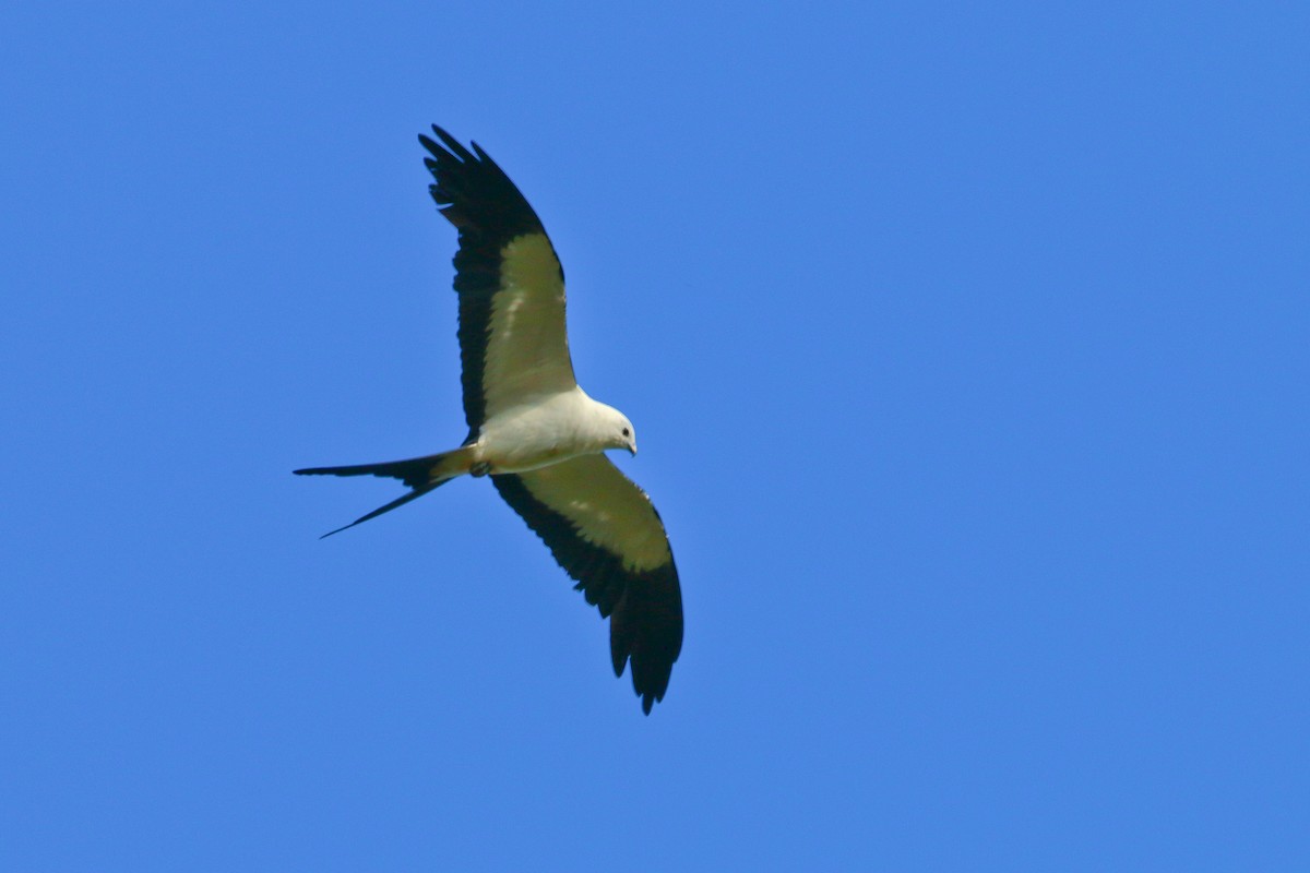Swallow-tailed Kite - ML70687851