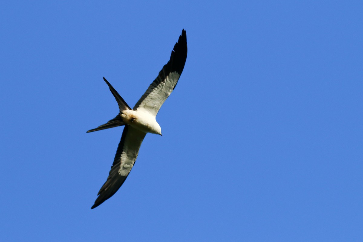 Swallow-tailed Kite - ML70687861