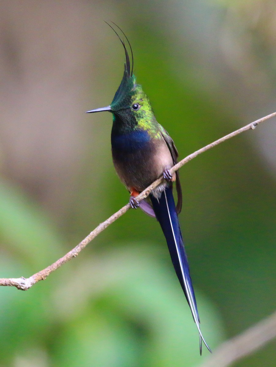 Wire-crested Thorntail - ML70687901