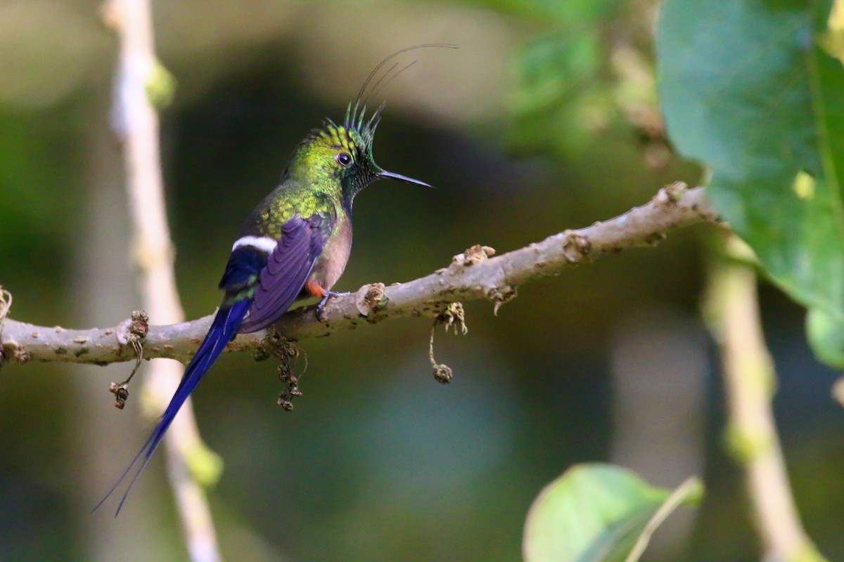 Wire-crested Thorntail - Devin Griffiths