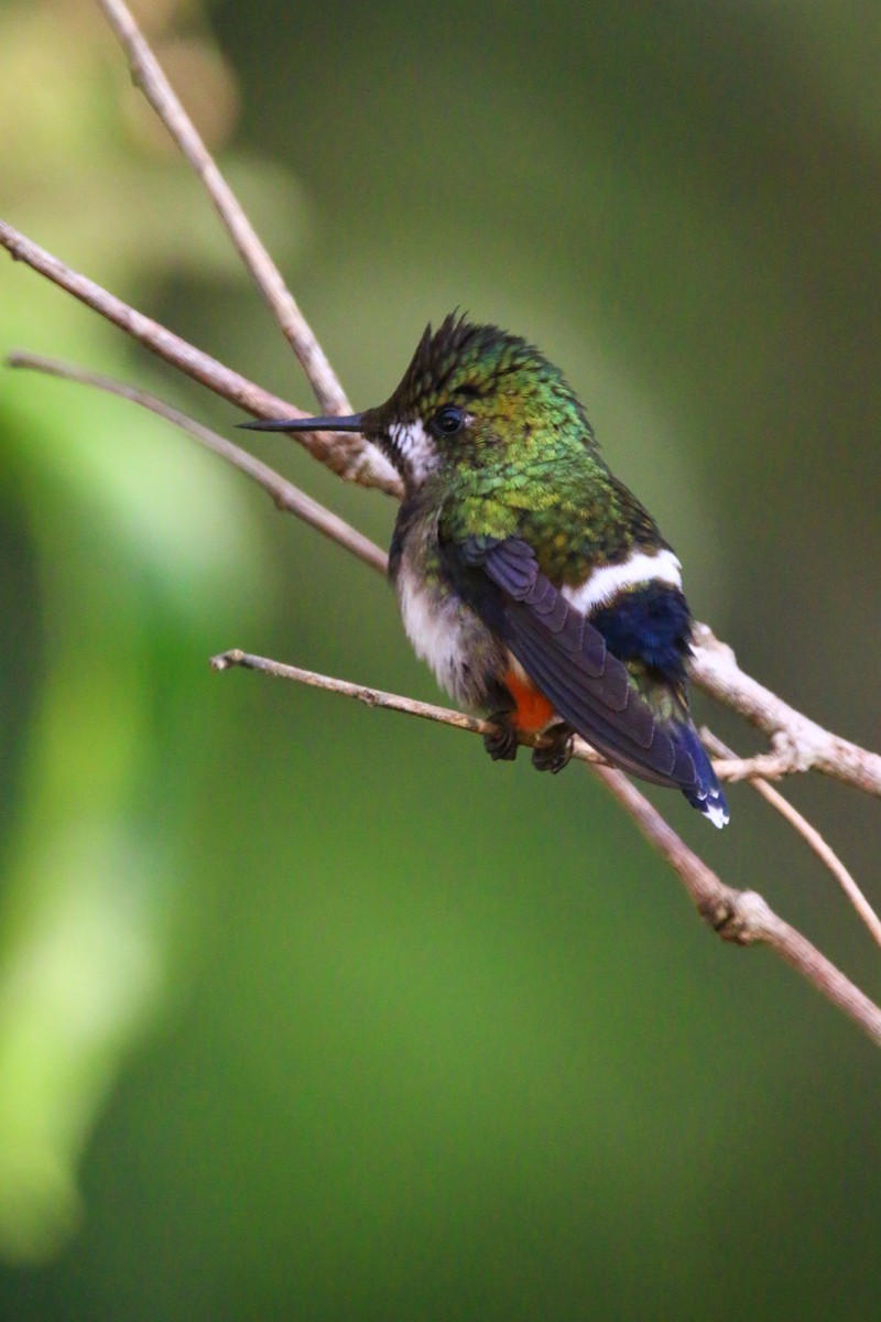 Wire-crested Thorntail - ML70687961