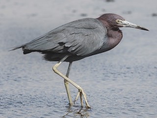 Little Blue Heron Egretta Caerulea Birds Of The World