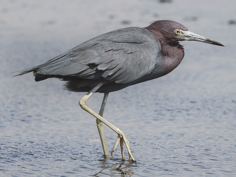 Paper Flower Rib Pocket Short - Blue Heron